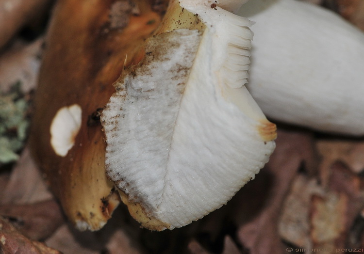 Russula  heterophylla